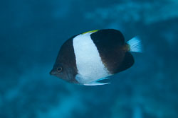 BD-150422-Maldives-7752-Hemitaurichthys-zoster-(Bennett.-1831)-[Brown-and-white-butterflyfish].jpg